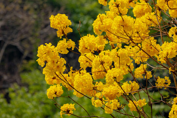 Selective focus of golden yellow flowers full blooming on the tree in summer, Handroanthus chrysanthus formerly classified as Tabebuia chrysantha, Nature foral pattern background.