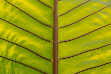 Selective focus green yellow leaves of Alocasia Portadora, Olifantsoor, Elephant ear (Taro) or Colocasia esculenta is a genus of flowering plants in the family Araceae, Nature pattern background.