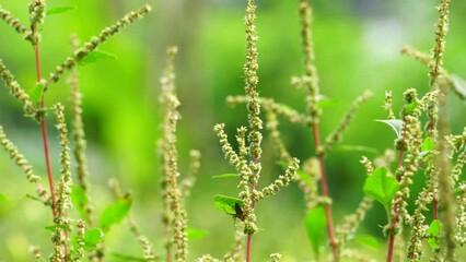 Thorny Amaranthus (Amaranthus spinosus, spiny amaranth, spiny pigweed, prickly amaranth, thorny amaranth) with natural background