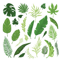 Fototapeta na wymiar Vector set of various tropical leaves. Collection