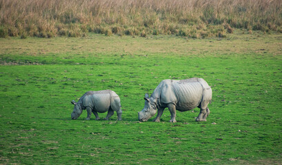 Great Indian rhinoceros or one horned rhinoceros grazing in a sanctuary