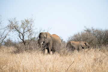 Obraz na płótnie Canvas African Elephants Walking Savanna Grass Field Kruger National Park