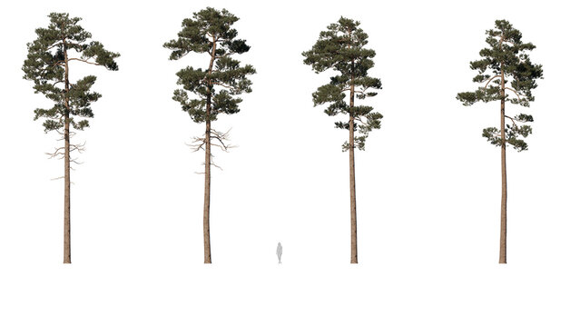 Beautiful trees set transparency