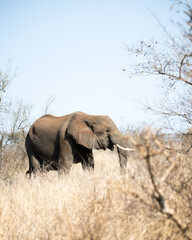 African Elephant Bull Tusk walking in Savanna Grass blue skies African Skies