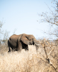 Fototapeta premium African Elephant Bull Tusk walking in Savanna Grass blue skies African Skies