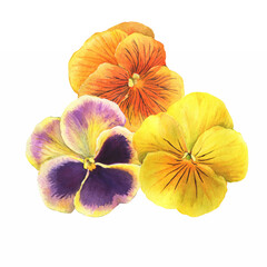 Bouquet with yellow garden bicolor pansy flowers (Viola tricolor, arvensis, heartsease, violet, kiss-me-quick). Hand drawn botanical watercolor painting illustration isolated on white background