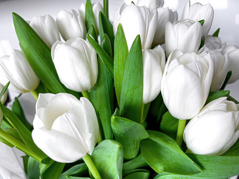 Bouquet of beautiful white tulips close up.