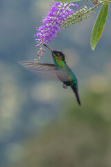 Fototapeta premium Green Hermit, Phaethornis guy, rare hummingbird from Costa Rica, green bird flying next to beautiful red flower with rain, action feeding scene in green tropical forest, animal in the nature habitat.
