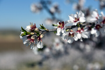 Floración frutales en el Segrià, Aitona, Torres de Segre, Alcarràs