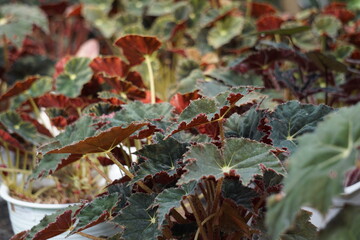 Beautiful begonia for the interior in the garden. The genus contains more than 2,000 different plant species