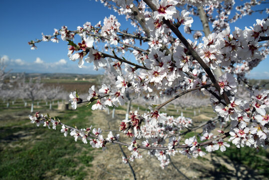 Floraci&oacute;n frutales en el Segri&agrave;, Aitona, Torres de Segre, Alcarr&agrave;s