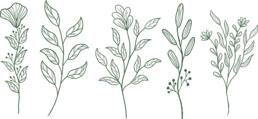 Botanical Line Art