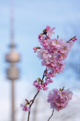 Kirschblüten in der Stadt