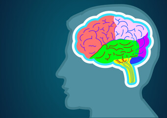 brain schematic raster illustration. Medical science educational illustration. Copy space for your text