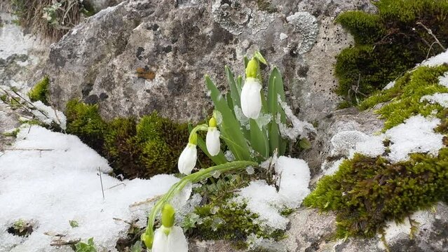 Images of snowdrop flowers under the snow.Videos of snowdrops under snowfall.