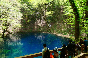 白神山地、十二湖の青池。深浦、青森、日本。５月上旬。