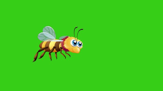 Animation of flying bee in green screen background. Closeup video of honeybee flying against green screen, wildlife insects cartoon animation 