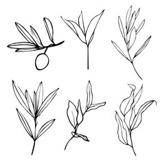 Collection of black contour twigs hand drawn. Isolated on white background. Nature. Botanical illustration set.