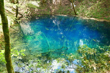 白神山地、十二湖の青池。深浦、青森、日本。５月上旬。