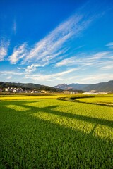 Rice field in Beautiful sunrise