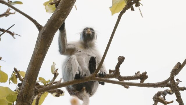 Zanzibar Red Colobus - Piliocolobus kirkii monkey endemic to Unguja, main island of Zanzibar Archipelago, off the coast of Tanzania, also known as Kirks red colobus, climbing, hanging and calling.