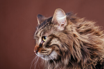 Maine coon cat on brown background in studio photo