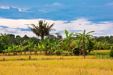 Rice field in Asia with ripe plants to be harvested