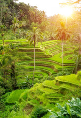 Lush rice fields plantation on Bali island, Indonesia