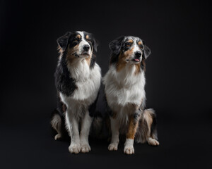 Two Australian Shepherds sit side by side on black background. One of them sticks out her tongue. Portrait of beautiful dogs in the studio. Horizontal photo of Aussie tricolor and merle Aussie