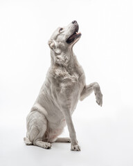 Obraz premium White Alabay sits sideways on a white background and bent front paw and looks up. Studio portrait of a big dog. Vertical photo of a pet doing a trick, isolated on white. 