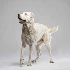 White Alabay stand on a light grey background and bent front paw. Studio portrait of a guard dog. Vertical photo of a pet