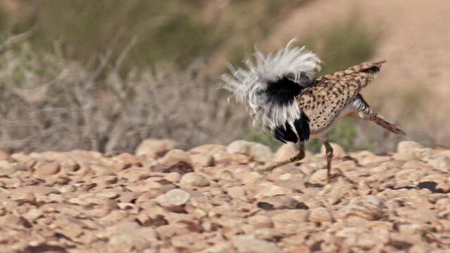 Asian Houbara Bustard (Chlamydotis macqueenii) 