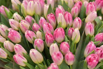 Beautiful spring bouquet of tulips 