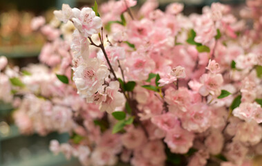 Blooming tree branches. Spring flowering. Macro