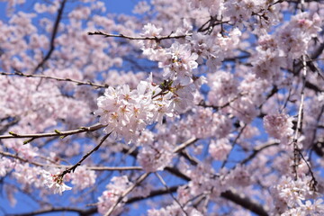 Ssakura