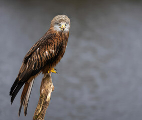 red kite