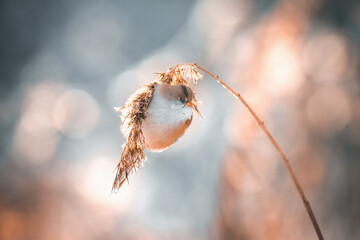bearded tit