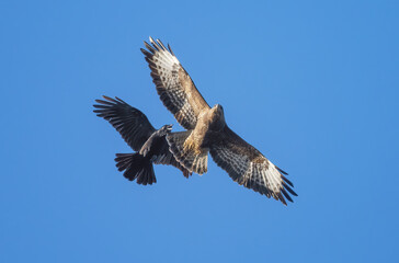 Seeadler