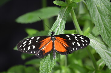 Longwing butterfly perched on plant
