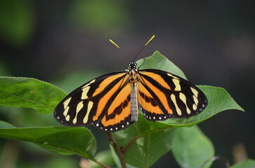 Longwing butterfly perched on plant
