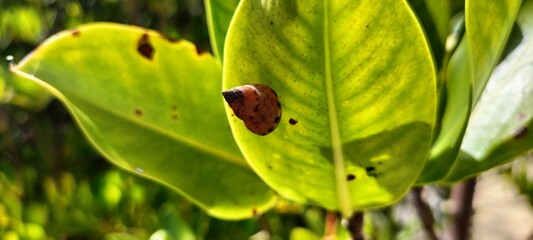 ladybug on leaf