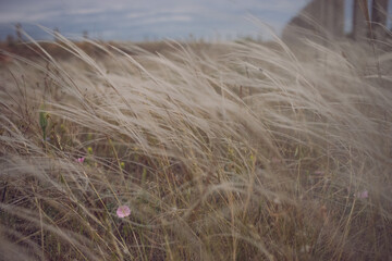A young girl sits against the backdrop of nature in a feather grass at sunset.
