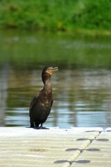 
sea ​​birds near a river in Chile