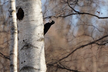 クマゲラと白樺の木