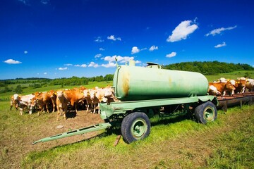 A herd of cows grazing on a mountain meadow in the Jesenik foothills.