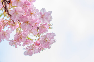 Fototapeta na wymiar 満開の桜の花　白い空の背景　河津桜　日本の春
