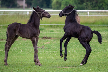 Foals are playing in the pasture