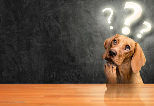 Dog thinking with question mark lights above its head. Background with space for text.