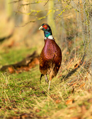 Close up portrait of an alert, colourful male, Ring-necked Pheasant, Scientific name: Phasianus Colchicus in Autumn with crossed beak and facing forward.  Vertical. Space for copy.