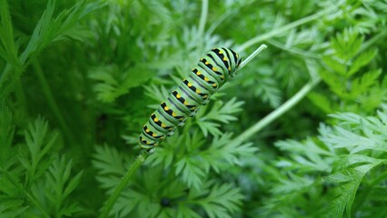 Black Swallowtail butterfly on carrot leaves